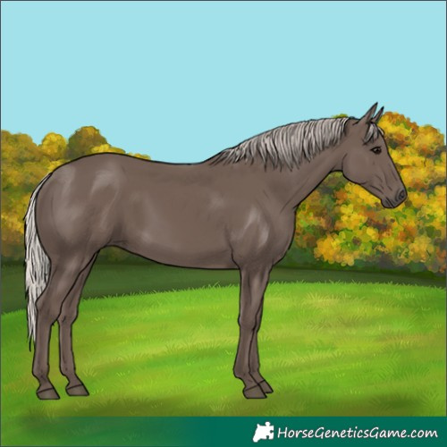 Horse Color:Silver Black 