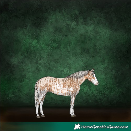 Horse Color:Chocolate Palomino Splash and Cremello Splash