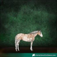 Horse Color:Chocolate Palomino Splash and Cremello Splash