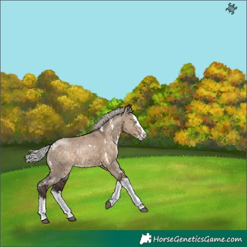Horse Color:White Spotted Silver Brown Dun Sabino Splash 
