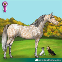 Horse Color:Buckskin Tobiano Snowflake Varnish