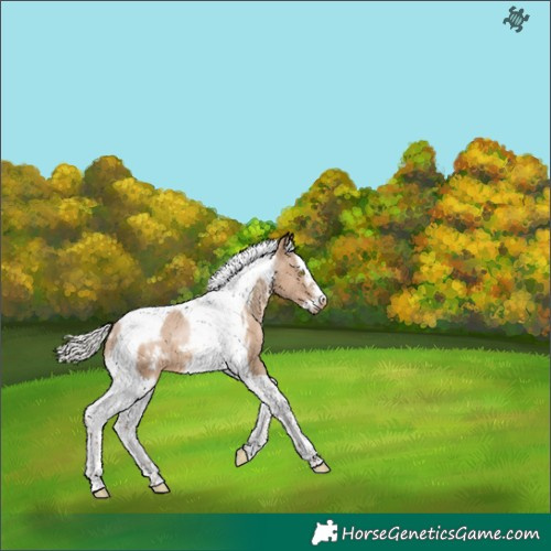 Horse Color:White Spotted Silver Grullo Pearl Splash Tobiano Frame 