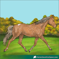 Horse Color:Chestnut Tobiano Appaloosa 