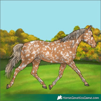 Horse Color:Chestnut Tobiano Appaloosa 