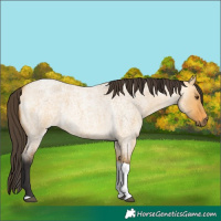 Horse Color:Buckskin Roan Dun Tobiano 