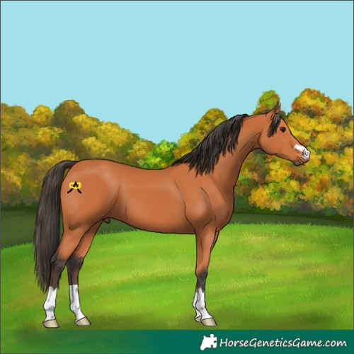 Horse Color:Bay 