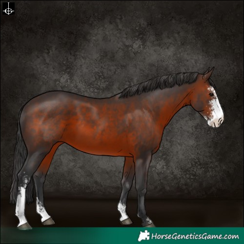 Horse Color:Brown Sabino 