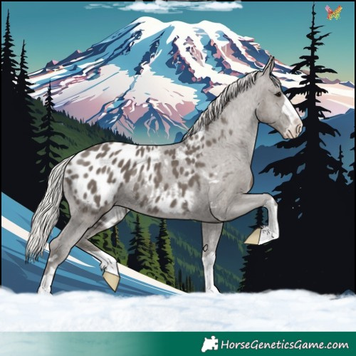 Horse Color:Silver Black Appaloosa 
