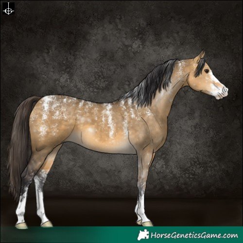 Horse Color:Powder White Buckskin Dun 