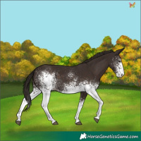 Horse Color:White Spotted Liver Chestnut 