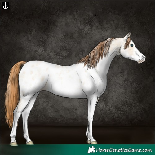 Horse Color:Powder White White Spotted Smoky Grullo Pearl Blanket 