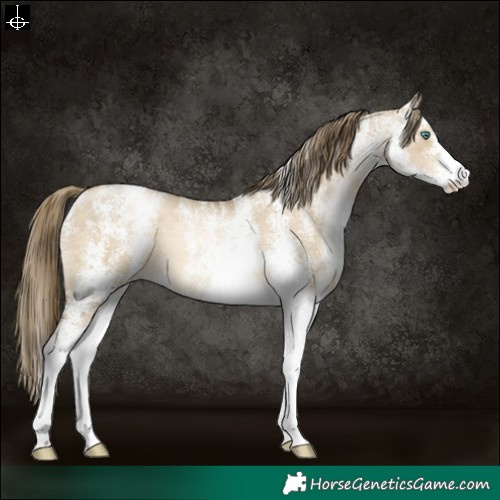 Horse Color:Powder White White Spotted Smoky Grullo Pearl Blanket 