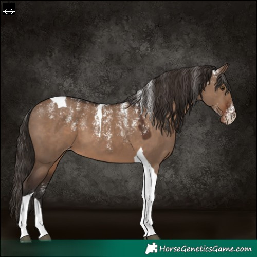 Horse Color:Powder White Liver Red Dun Tobiano Varnish 