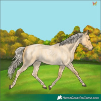 Horse Color:Palomino Roan 