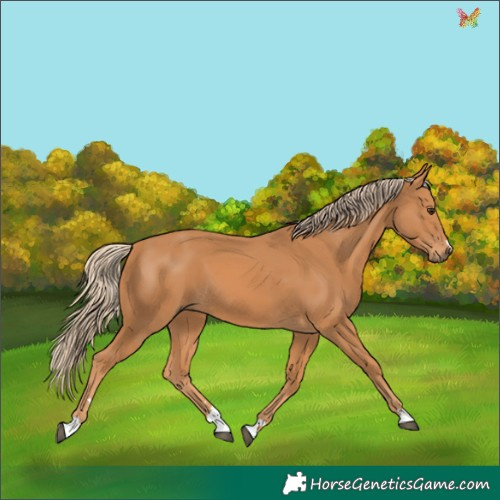 Horse Color:Chestnut 