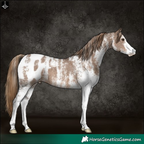 Horse Color:Powder White White Spotted Liver Red Dun Appaloosa 