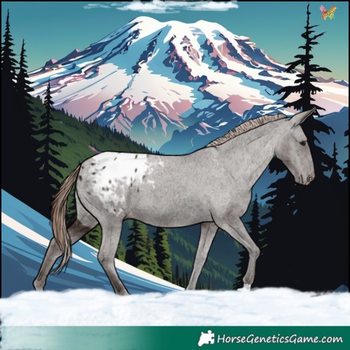 Horse Color:Liver Chestnut Appaloosa 