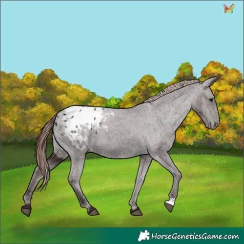 Horse Color:Liver Chestnut Appaloosa 