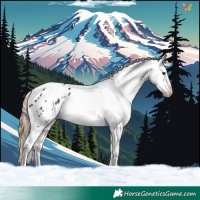 Horse Color:Liver Chestnut Appaloosa 