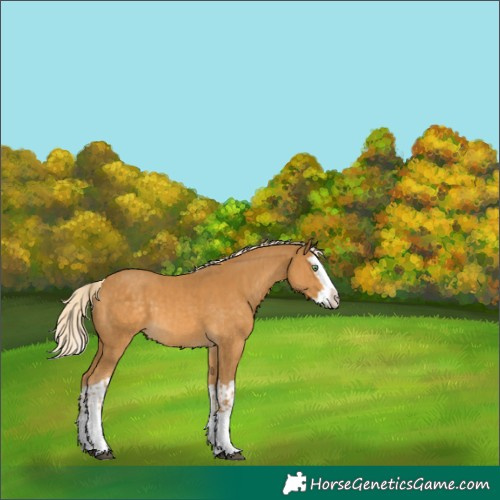 Horse Color:Palomino Splash and Palomino Splash