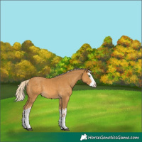 Horse Color:Palomino Splash and Palomino Splash