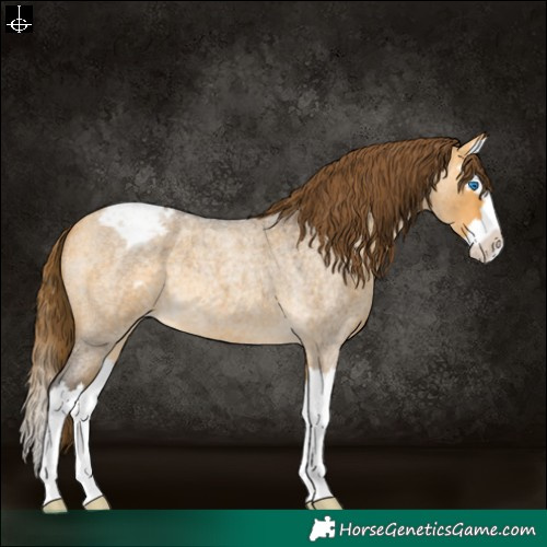 Horse Color:Buckskin Roan Dun Splash Varnish 