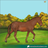 Horse Color:Chestnut 