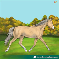 Horse Color:Palomino