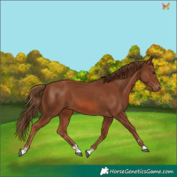 Horse Color:Chestnut 