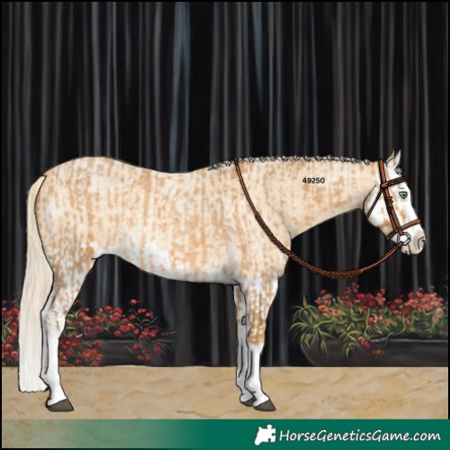 Horse Color:Palomino Roan Splash and Gold Cream Champagne Roan Splash