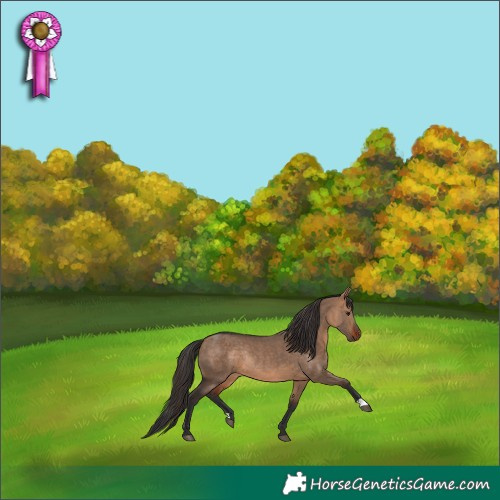 Horse Color:Bay Dun Rabicano 