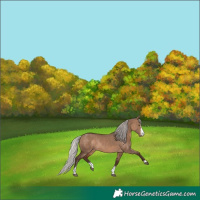 Horse Color:Silver Brown Dun Sabino Rabicano 