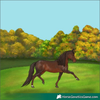 Horse Color:Liver Chestnut Rabicano 