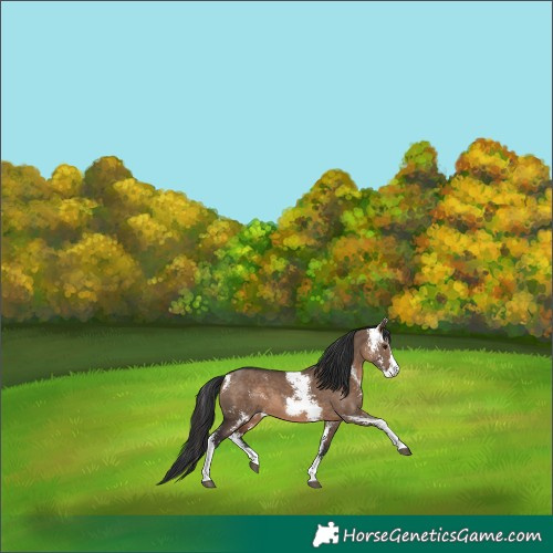 Horse Color:Brown Dun Sabino 