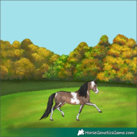 Horse Color:Brown Dun Sabino 