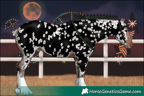 Horse Color:Silver Brown Appaloosa 
