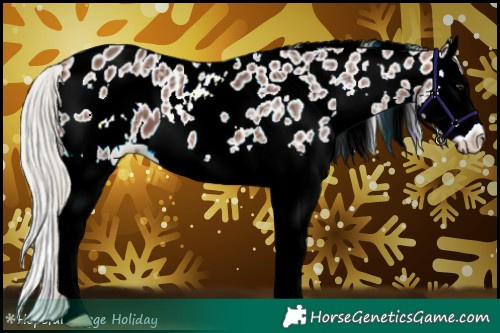 Horse Color:White Spotted Silver Bay Ice Splash Appaloosa