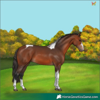 Horse Color:Bay Tobiano 