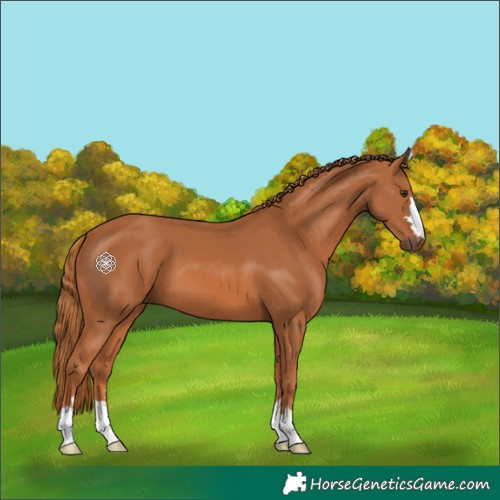 Horse Color:Chestnut 