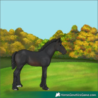 Horse Color:Brown 