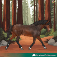 Horse Color:Bay Rabicano 