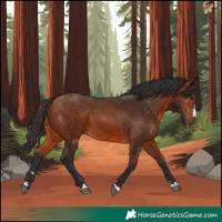 Horse Color:Bay Rabicano 