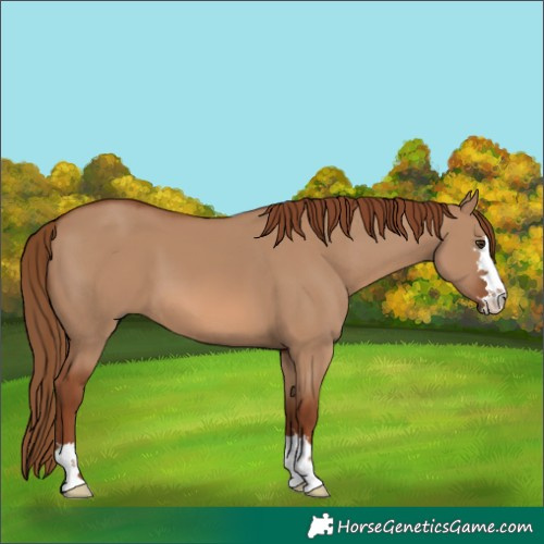 Horse Color:Red Dun 