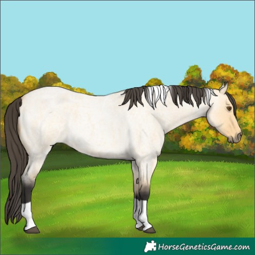 Horse Color:Buckskin Roan Dun Tobiano 