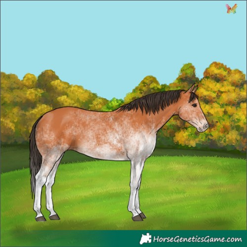Horse Color:White Spotted Bay 