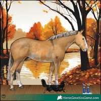 Horse Color:Buckskin Dun Splash and Palomino Splash
