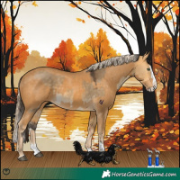 Horse Color:Buckskin Dun Splash  and Palomino Splash 