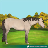 Horse Color:Amber Champagne Dun 