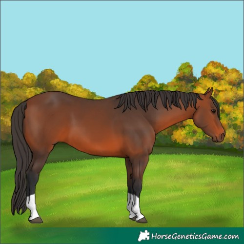 Horse Color:Bay Tobiano 