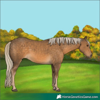 Horse Color:Chocolate Palomino 